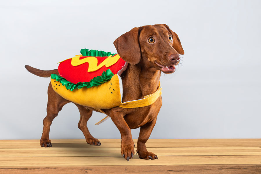 Jeremy & The Bandit Blog: Hot Dog Bandit Collector Box.: Cute dog in hot dog costume